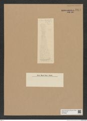 Diatomeae indet. Zeichnungen Sammlung Grunow Nr. 8974 (NHMW-BOT-W0378665)